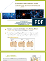 FA 6. Potenciales de Reposo, Graduado y Acción