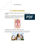 Taller de Biologia El Sistema Excretor 4to Parcial Giss