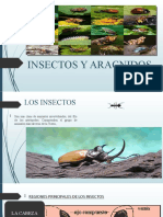 Insectos y Aracnidos