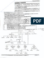 Animal Tissue Notes