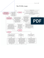 The TUNEL Assay