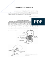 Pharyngeal Arches: Normal Development