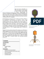 Bacteriophage