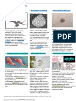 This Study Resource Was: Animal-Like Protozoa