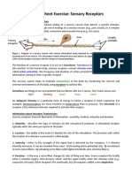 Sensory Receptors Worksheet