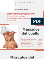 Músculos Del Cuello