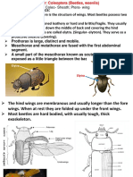 Coleoptera