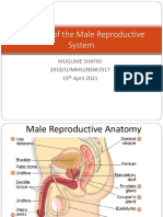 Anatomy of The Male Reproductive System