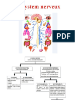 Le System Nerveux