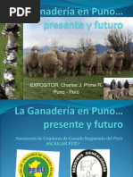 Ganadería en Puno-Presente y Futuro Por BILLY-PRIME