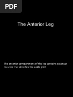 Anterior of Leg