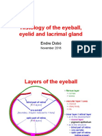 Histology of The Eyeball, Eyelid and Lacrimal Gland: Endre Dobó