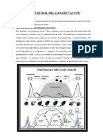 El Ciclo Estral Del Ganado Vacuno