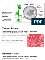 Plant Tissue: Learning Objectives