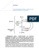 Fermentacion Lactica