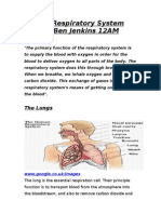 Show Respiratory System and Functions