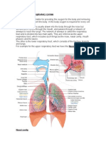 Structure of The Respiratory System 2