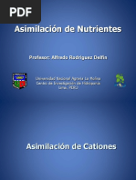 Asimilacion de Nutrientes