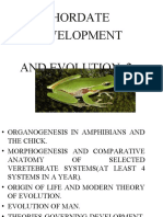 Chordate Development and Evolution 2 Powerpoint