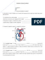 Ev. Sistema Circulatorio