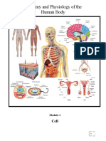 Anatomy and Physiology of The Human Body