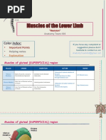 Muscles of The Lower Limb - Revision