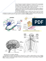 O Sistema Nervoso