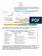 Teoria #13 Moluscos II