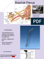 The Brachial Plexus