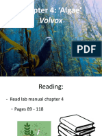 Chapter 4: Algae': Volvox