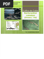 PDF Cultivo de Cobia Rachycentrum Canadum 1 DD