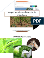 Plagas y Enfermedades de La Mandioca