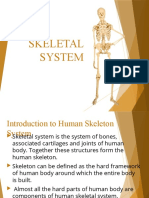 Skeletal System