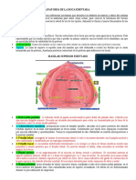 Anatomía de La Boca Edentada.