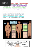 El Cuerpo Humano 2