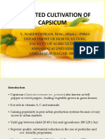 Cpasicum