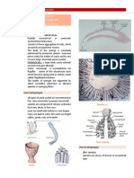 Kingdom Animalia Phylum Profera: Systematics Laboratory