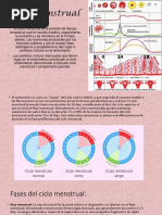 Ciclo Menstrual