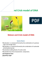 Watson and Crick Model of DNA