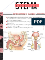 05 - Fisiologia Do Sistema Reprodutor Feminino e Masculino