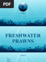 Freshwater Prawns