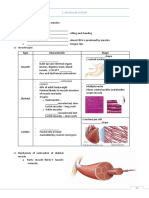 Muscular System - Worksheet