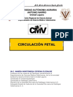 Circulacion Fetal