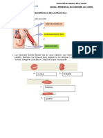 GUIA DE ANATOMÍA SESIÓN 5 Sistema Muscular I