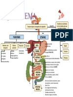 Sistema Digestivo