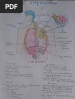 Aparato Respiratorio