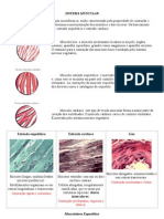 Sistema Muscular