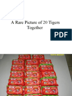 A Rare Picture of 20 Tigers Together