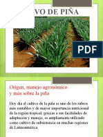 Cultivo de Piña