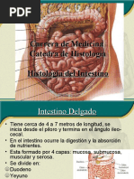 Intestino Histologia Morfologia Imagens